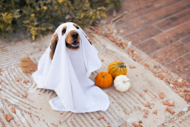 istock A dog dressed as a ghost with pumpkins during a cheerful autumn celebration 2175614584