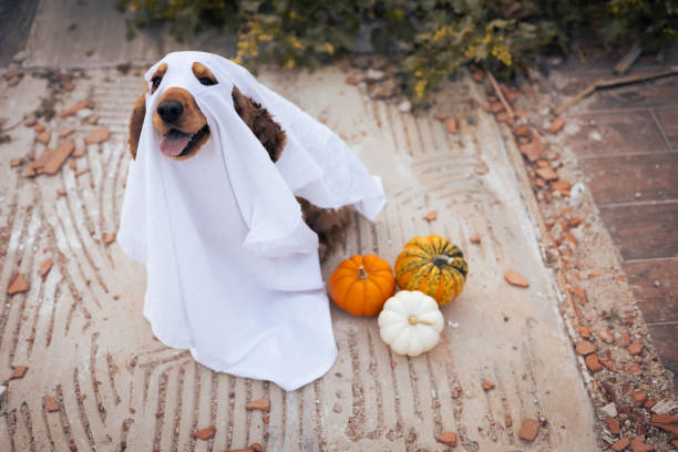 istock A dog dressed as a ghost with pumpkins during a cheerful autumn celebration 2175614691
