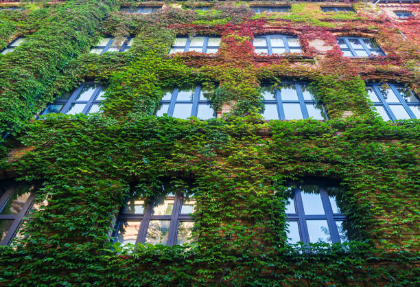 istock Growing Plants on the Facade of a House 2175614704