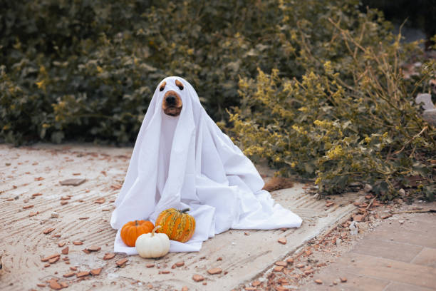 istock A playful dog dressed as a ghost sits among pumpkins during a fall celebration 2175614841