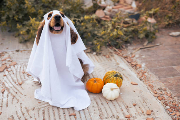 istock A dog dressed as a ghost with pumpkins during a cheerful autumn celebration 2175614986