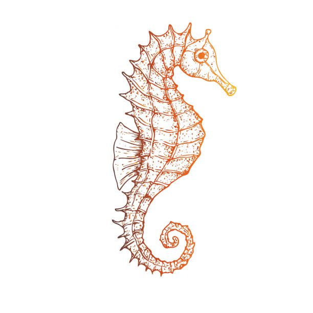 istock Vector seahorse. Hand painted line art. Graphic tropical clip art isolated on background. Underwater illustration. For designers, invitations, decoration, postcards, wrapping paper, scrapbooking, covers 2175615718