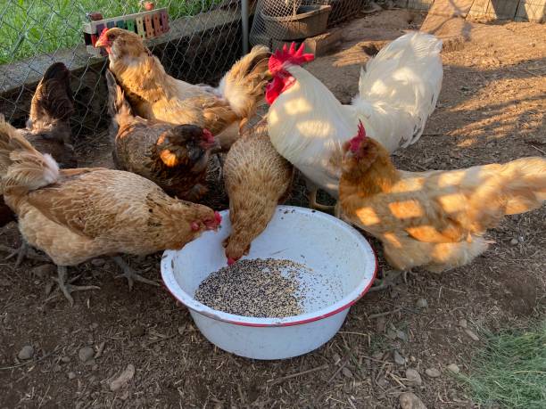 istock Chickens being raised for eggs eating in a chicken coop in a backyard in Stroudsburg, Pennsylvania 2175618209