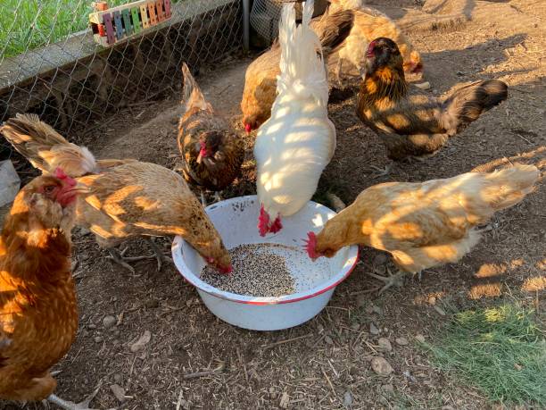 istock Chickens in a backyard coop in rural Pennsylvania 2175618212