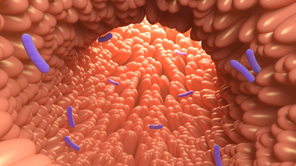 Intestinal villi and bacteria. Human intestine.