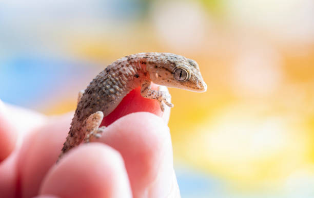 A gecko is a type of lizard belonging to the family Gekkonidae.