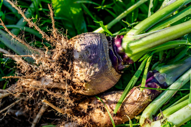 istock Root cabbage, rutabaga or even turnip cabbage in permaculture, brassica napus 2175625468