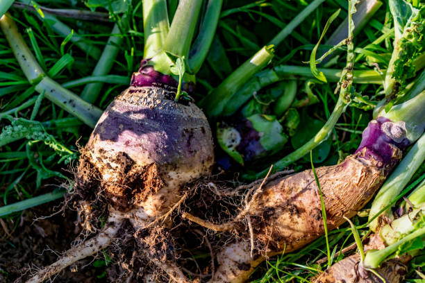 istock Root cabbage, rutabaga or even turnip cabbage in permaculture, brassica napus 2175625894