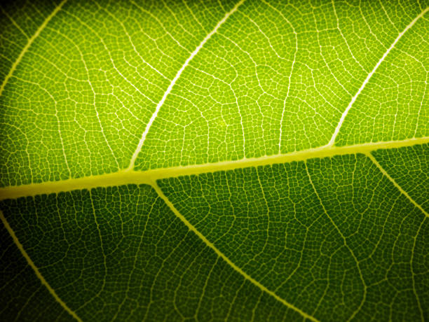 Close up of fresh young spring green leaf highlighted reveal green leaf texture