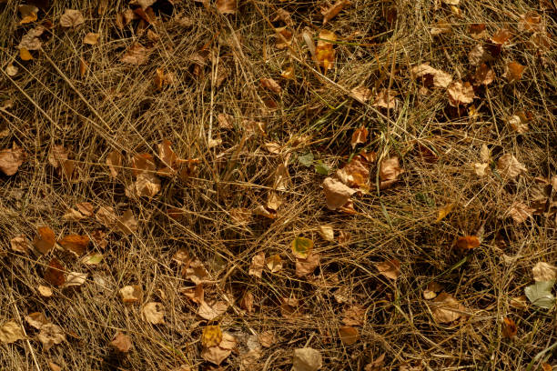 dry, yellow grass as a background on which dry leaves of trees will spread