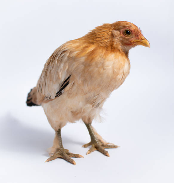 istock Chicken photography high 2175627674