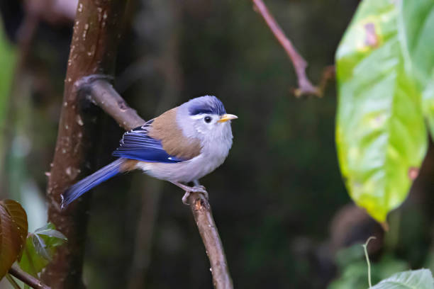 istock Blue-winged Minla, Actinodura cyanouroptera, Sikkim, India 2175628184