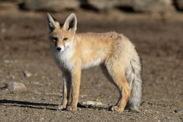 istock Red Fox, Vulpes vulpes, Ladakh, India 2175628590
