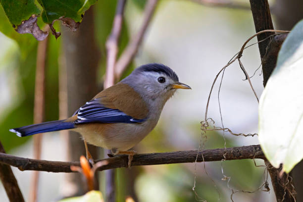 istock Blue-winged Minla, Actinodura cyanouroptera, Sikkim, India 2175629015