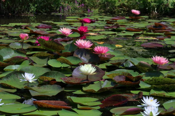 istock Water lilies decorating the water surface, Summer (Mihara Village, Kochi Prefecture) 2175631199