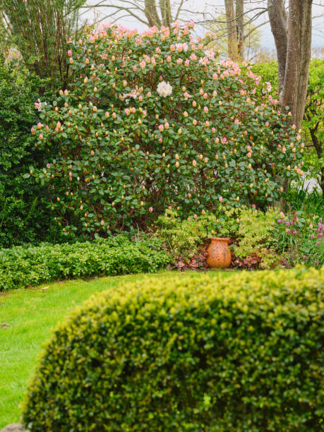 istock Garden photos 2175632828
