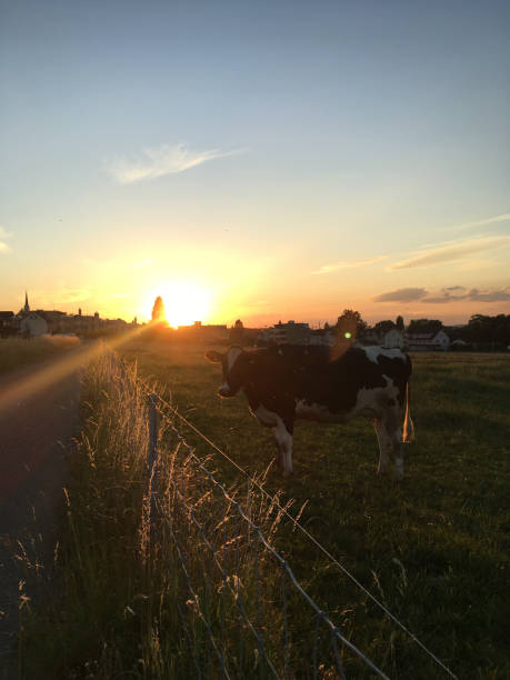 istock Cow on a meadow in the sunset 2175637179