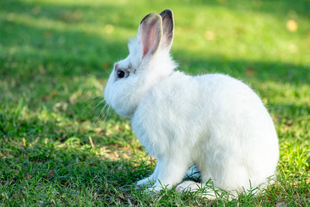 istock Cute little white rabbit on green grass with natural bokeh as background during spring warm summer day. Young adorable bunny playing in garden and sunlight morning. 2175637306