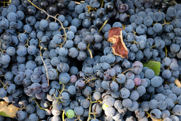 istock Purple grapes are harvested for making red wine. Grapes harvest. 2175639295