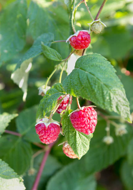 istock Branch of raspberries 2175639305