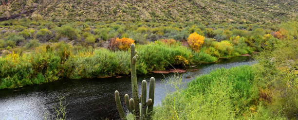 istock Salt River Recreation Area Arizona 2175639331
