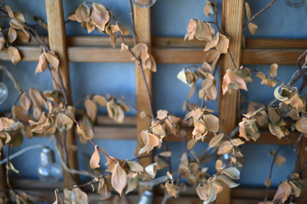 a false jasmine vine climbing a trellis with dry leaves
