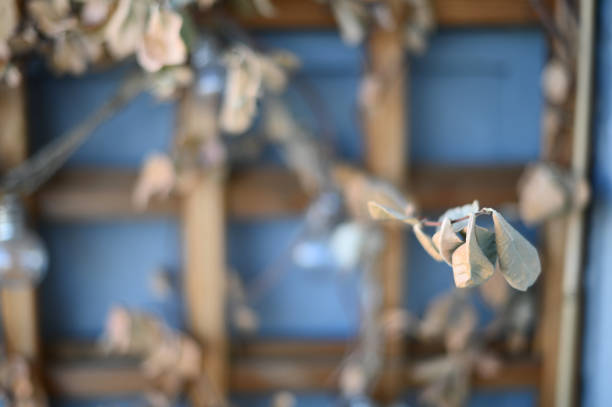 a false jasmine vine climbing a trellis with dry leaves