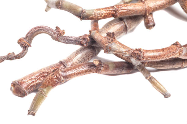 istock Dry twigs, sticks and branches of exotic plants Isolated on White. 2175641812
