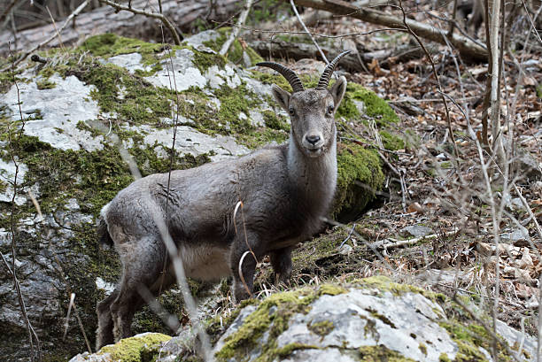 istock ibex a wild animal in the alps 2175643011