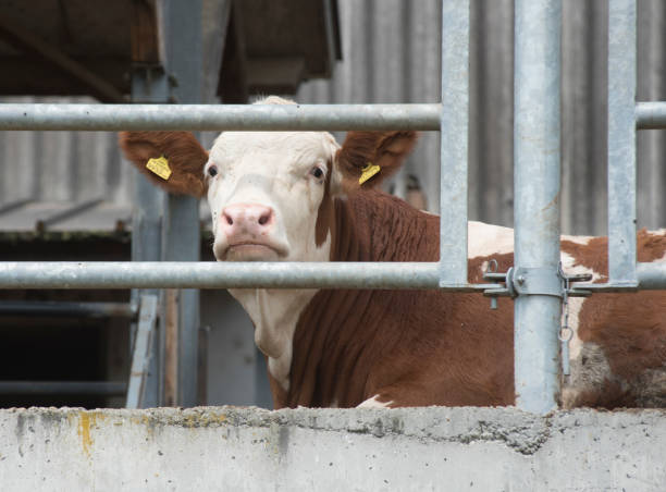 istock the cow,an classic animal for husbandry 2175643020