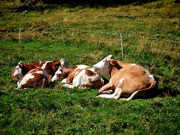 a cow,an animal for husbandry on a farm