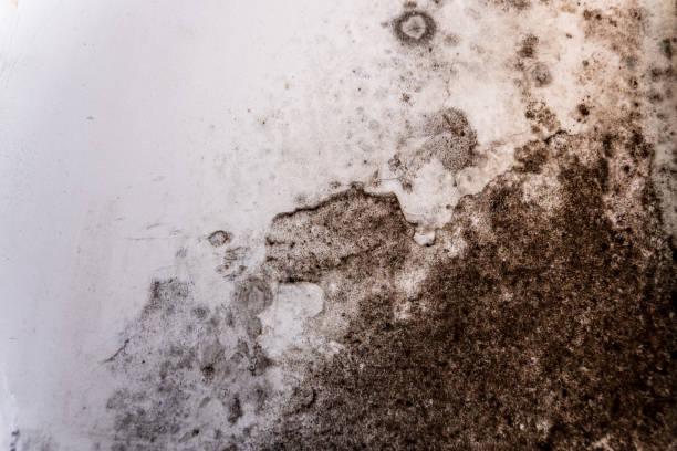 istock Brown and black mold appears on a white wall, indicating moisture problems that could lead to health issues if not addressed promptly in the living space 2175648058