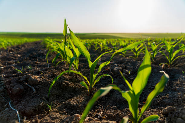 istock In a vibrant field during early summer, young corn plants emerge from rich soil, basking in sunlight as they grow enthusiastically towards the sky 2175648099