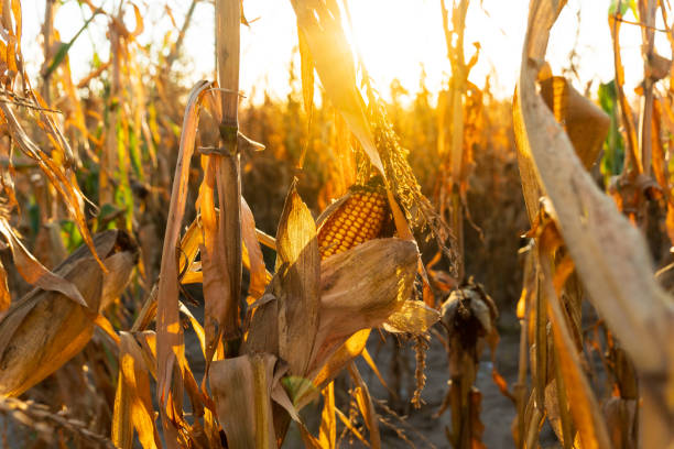 istock A warm glow illuminates a cornfield as the sun sets, casting shadows on the dry stalks and revealing ripe corn ready for harvest. It captures the essence of autumn's bounty 2175648122