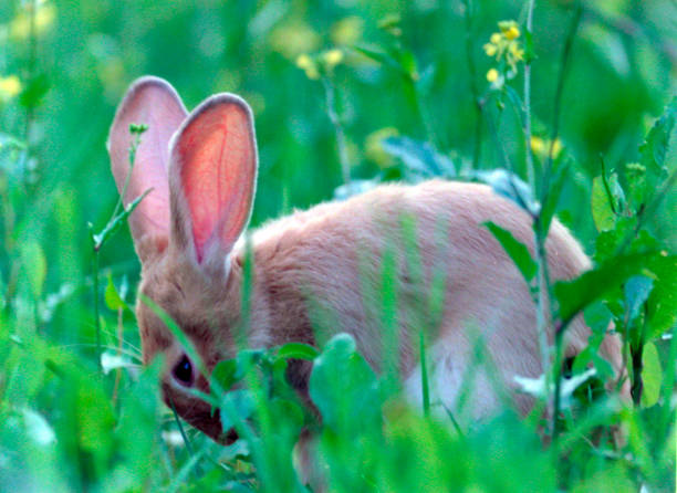 istock rabbit or hare in livestock farming 2175648776
