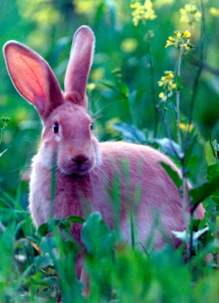 istock rabbit or hare in livestock farming 2175648815