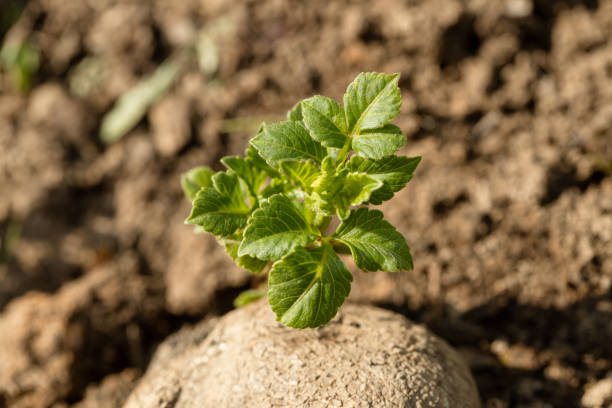 dahlia tuber with green sprout close-up. High quality photo