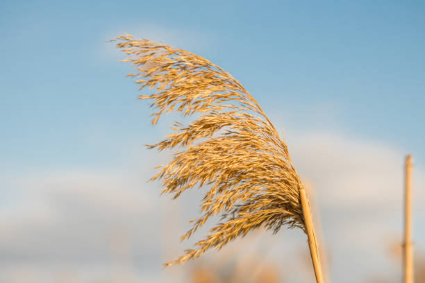 Dried reeds in the wind close up. Blue clouds on background.