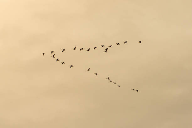 istock Wild geese fly in a wedge against the orange sunset sky 2175650751