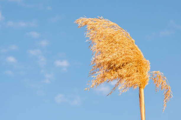 Fluffy dried reeds in wind close up. Blue clouds on the background.