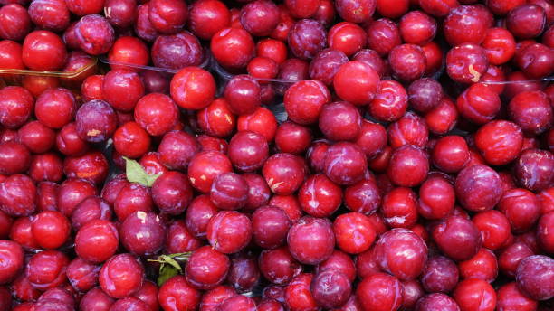 Fresh Red Plums In Abundance Close-Up Full Frame Bright Color