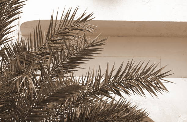 istock Sepia Tone Palm Leaves Against Textured Wall Abstract Composition 2175654334