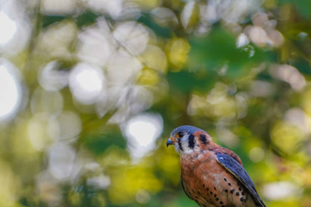 Falco sparverius bird