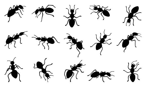 Black ants silhouettes. Isolated ant working walking marching. Work in ground insects colony. Flat insect, nature organic characters neoteric vector set original artwork