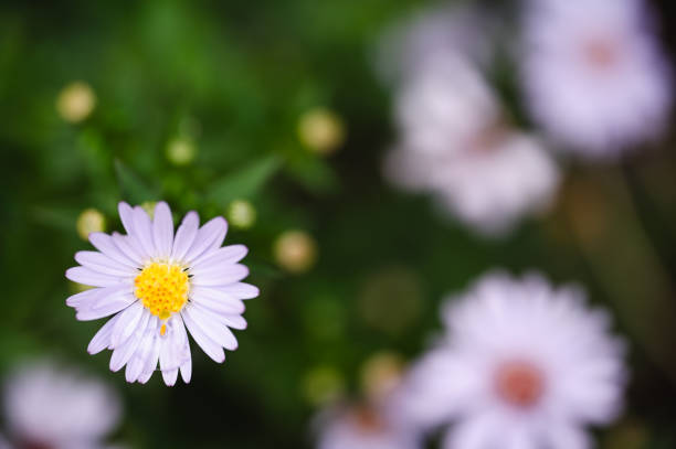 A beautiful close-up of a light purple daisy with a vibrant yellow center, set against a blurred dark green background. The delicate petals and sharp focus on the flower create a striking contrast with the out-of-focus foliage.