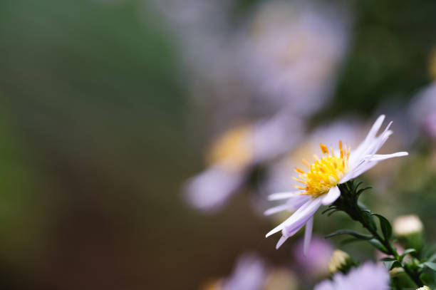 A beautiful close-up of a light purple daisy with a vibrant yellow center, set against a blurred dark green background. The delicate petals and sharp focus on the flower create a striking contrast with the out-of-focus foliage.
