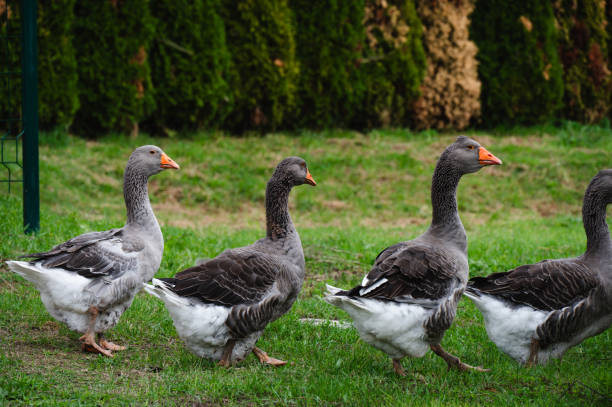 A flock of geese standing and grazing on lush green grass in a rural setting. The geese, with their distinctive orange beaks and gray feathers, are gathered closely together, creating a scene of wildlife in their natural environment.
