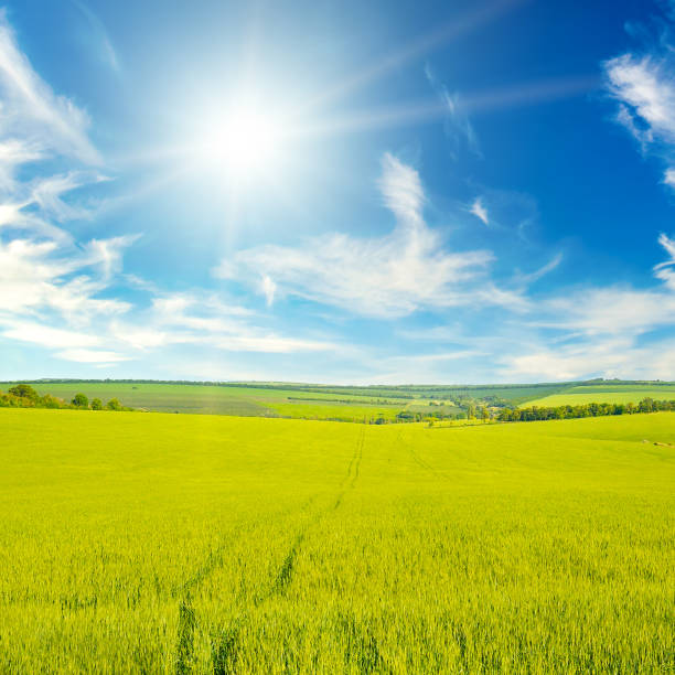 istock Green wheat field and sun on cloudy sky. 2175662688