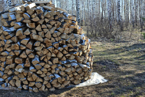 a stack of firewood with some snow on it and birch trees in the background