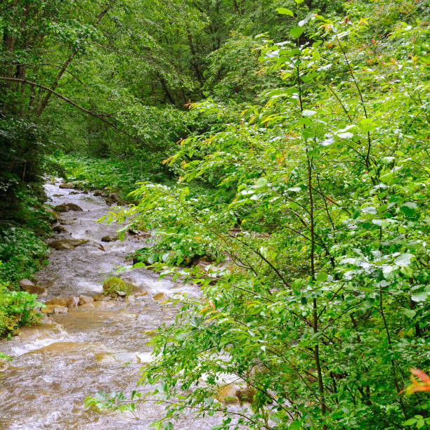 Mountain river with a rocky bed and green forest on the banks. Rainy cloudy weather.